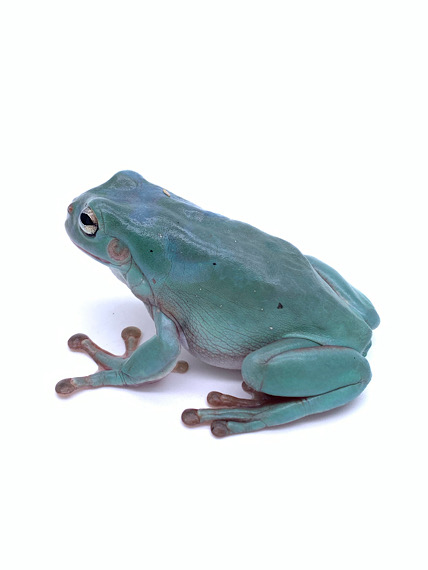 Tree Frog